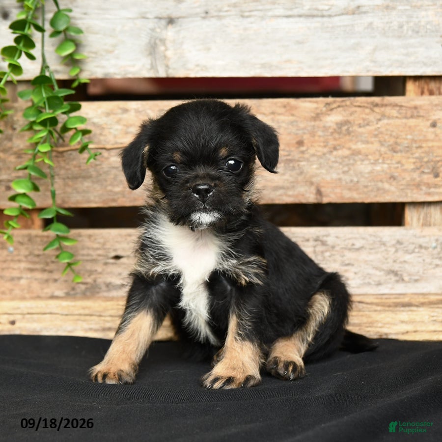 Mixed Breed dogs Bear - Ad 1