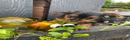 Yorkshire Terrier dogs for sale: Tommy - Ad 2