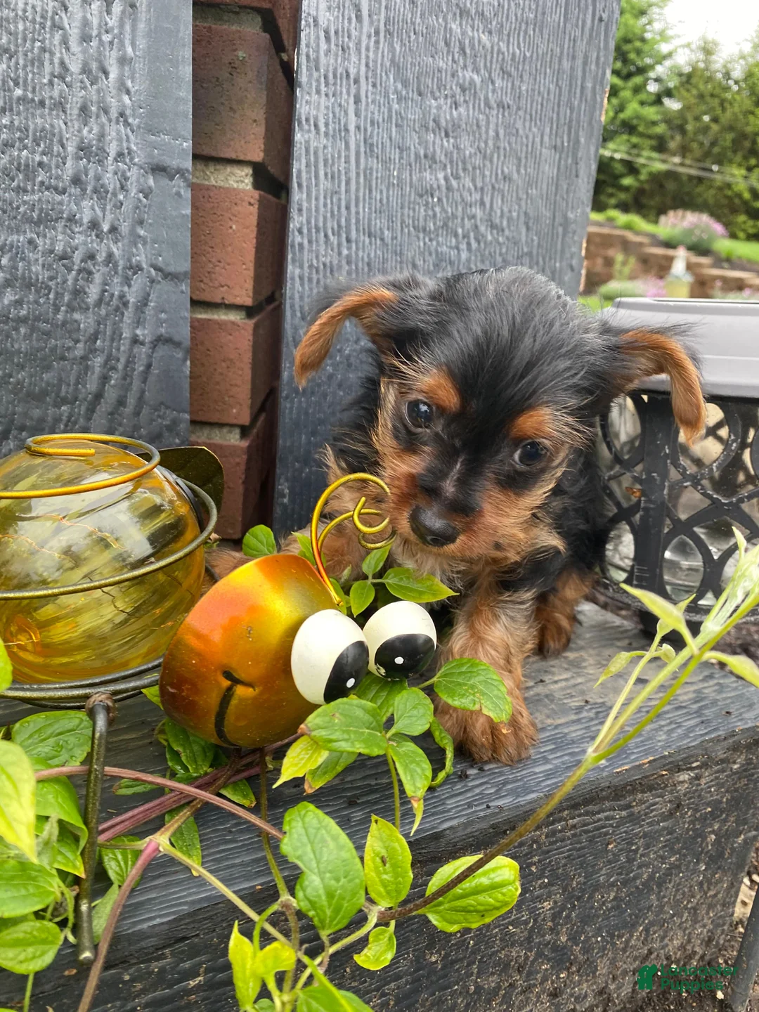Yorkshire Terrier dogs for sale: Tommy - Ad 2
