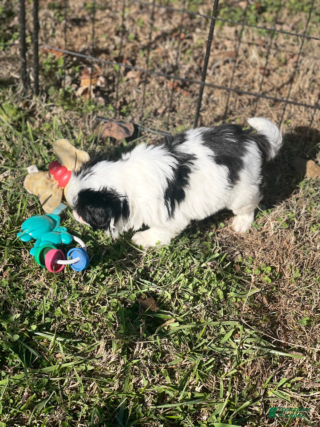 Japanese Chin dogs for sale: Japanese Chin Puppy 1 - Ad 4