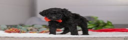 Standard Poodle dogs for sale: Noah - Ad 3