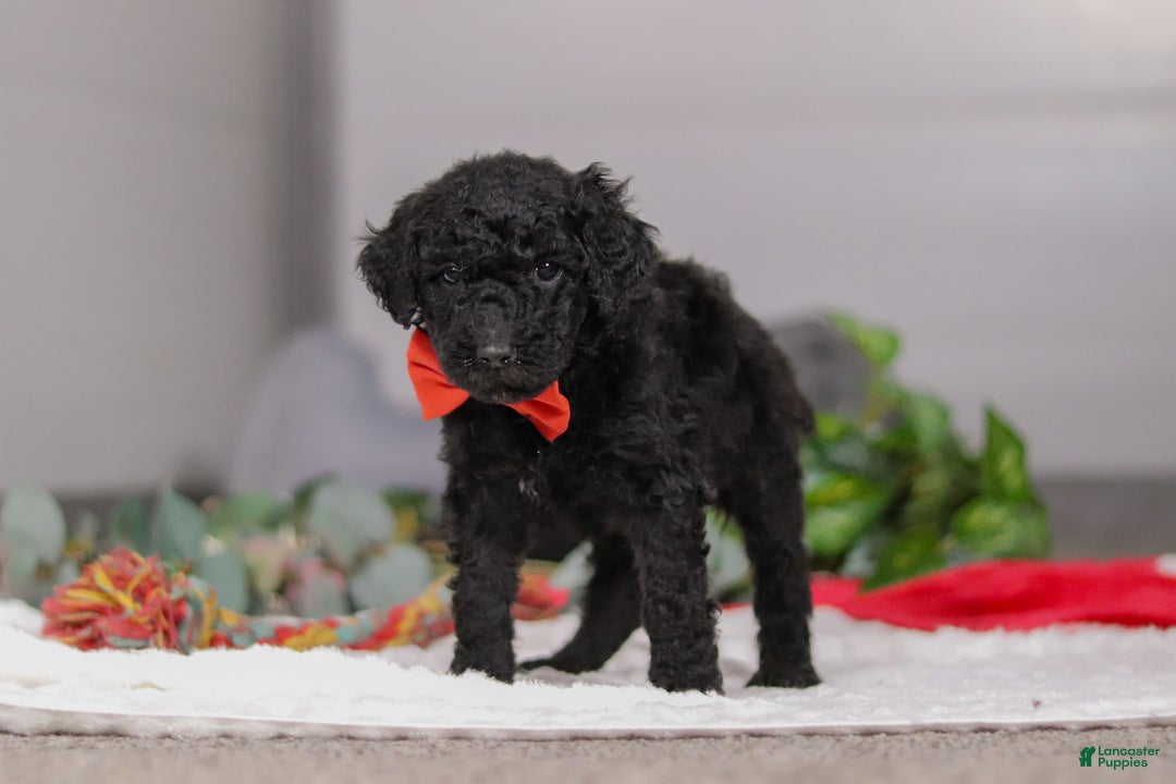 Standard Poodle dogs for sale: Noah - Ad 3
