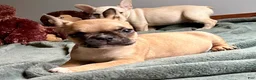 French Bulldog dogs for sale: French Bulldog Oakley  - Ad 6
