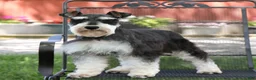 Miniature Schnauzer dogs for sale: Sherman  - Ad 6