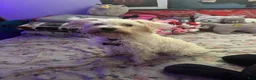 Mixed Breed dogs for sale: Mixed Breed 1 - Ad 2