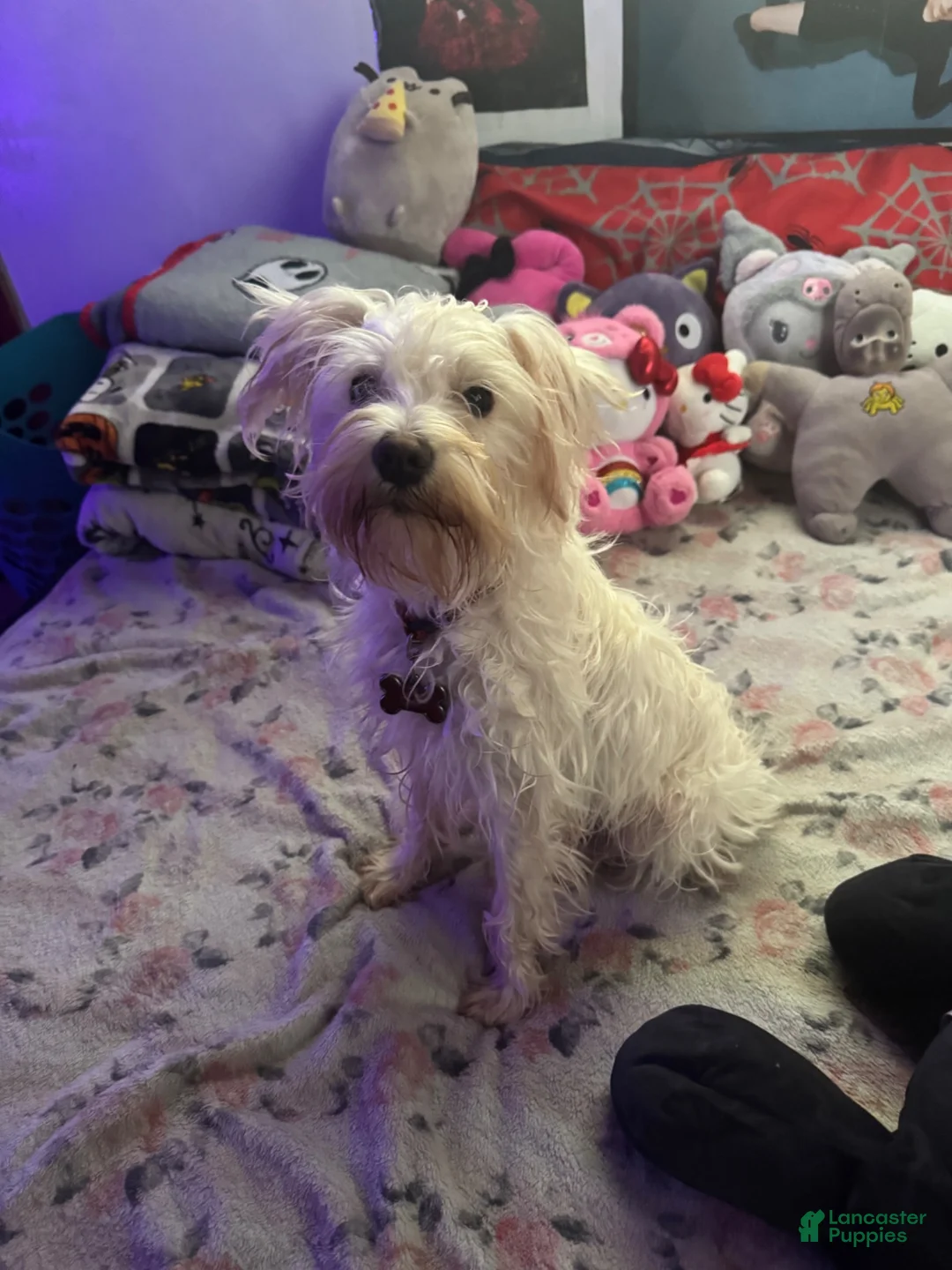 Mixed Breed dogs for sale: Mixed Breed 1 - Ad 2