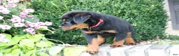 Rottweiler dogs for sale: Landon - Ad 4