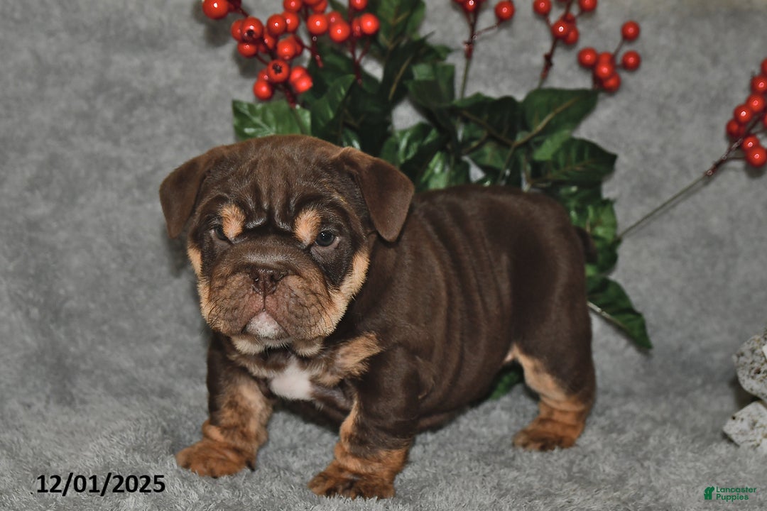 English Bulldog dogs for sale: Sandra - Ad 4