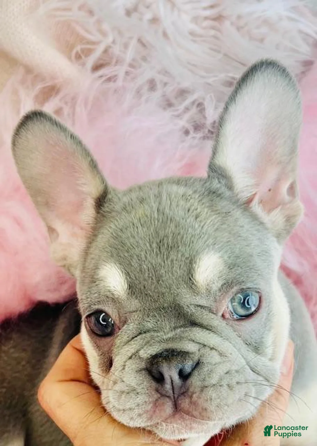 French Bulldog dogs for sale: French Bulldog Puppy 1 - Ad 2