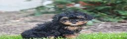 Bernedoodle dogs for sale: Bella - Ad 1