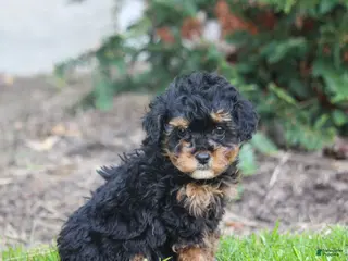 Bernedoodle dogs Bella - Ad 42