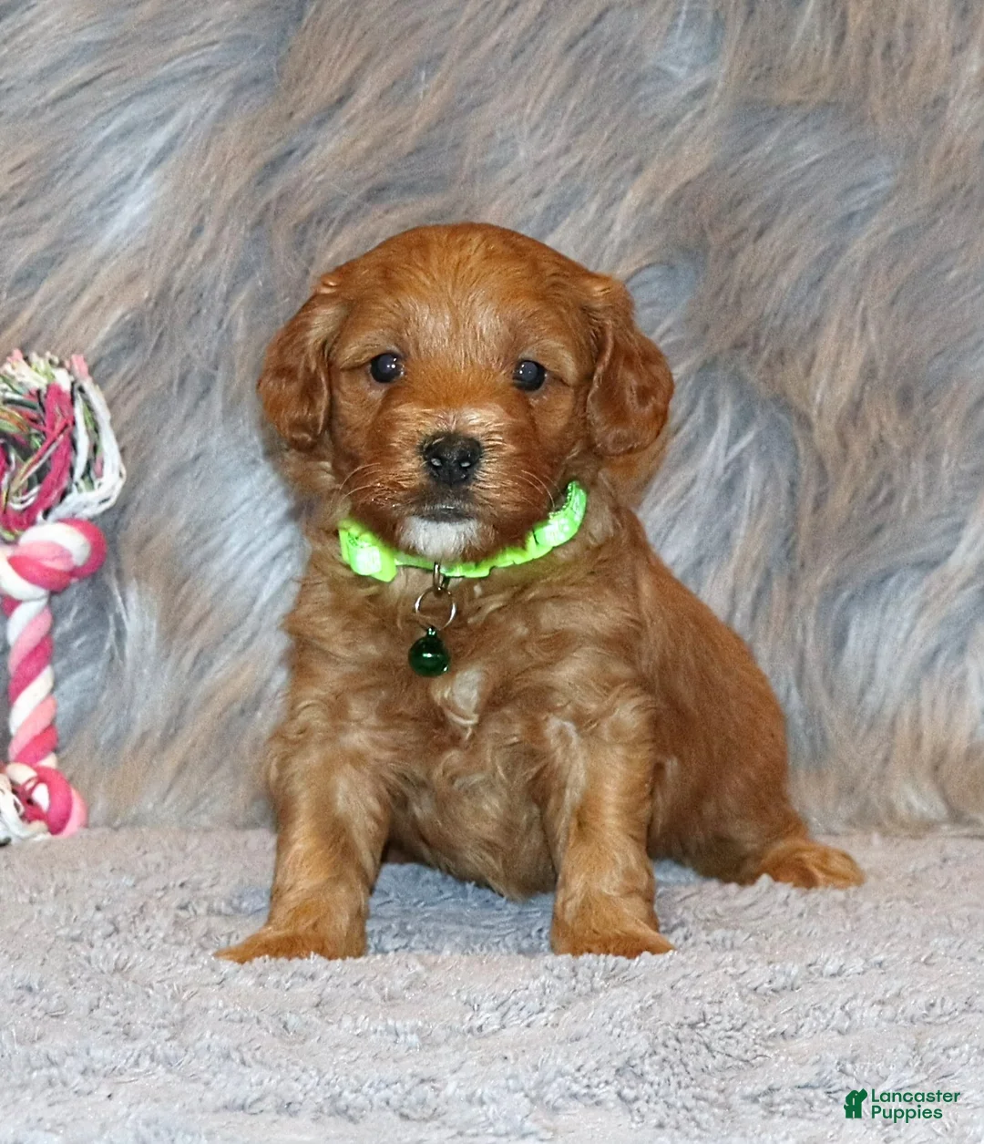 Mini Goldendoodle dogs for sale: Whiskers 🌷 Genetic Clear Parents - Ad 2