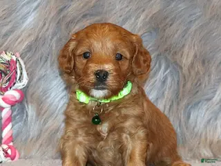 Mini Goldendoodle dogs Whiskers 🌷 Genetic Clear Parents - Ad 27