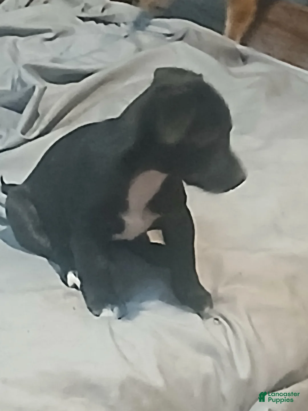 Chihuahua dogs for sale: Chihuahua 2 - Ad 6