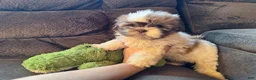 Teddy Bear dogs for sale: Rocky - Ad 2