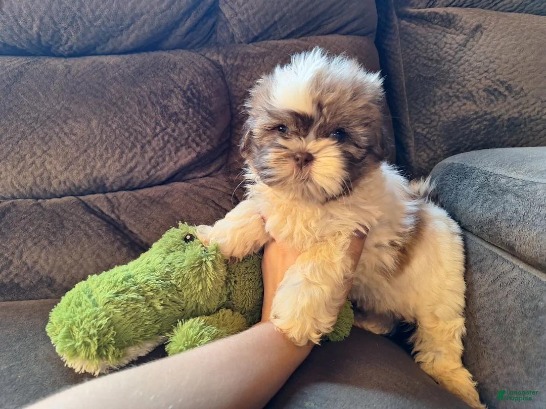 Teddy Bear dogs for sale: Rocky - Ad 2