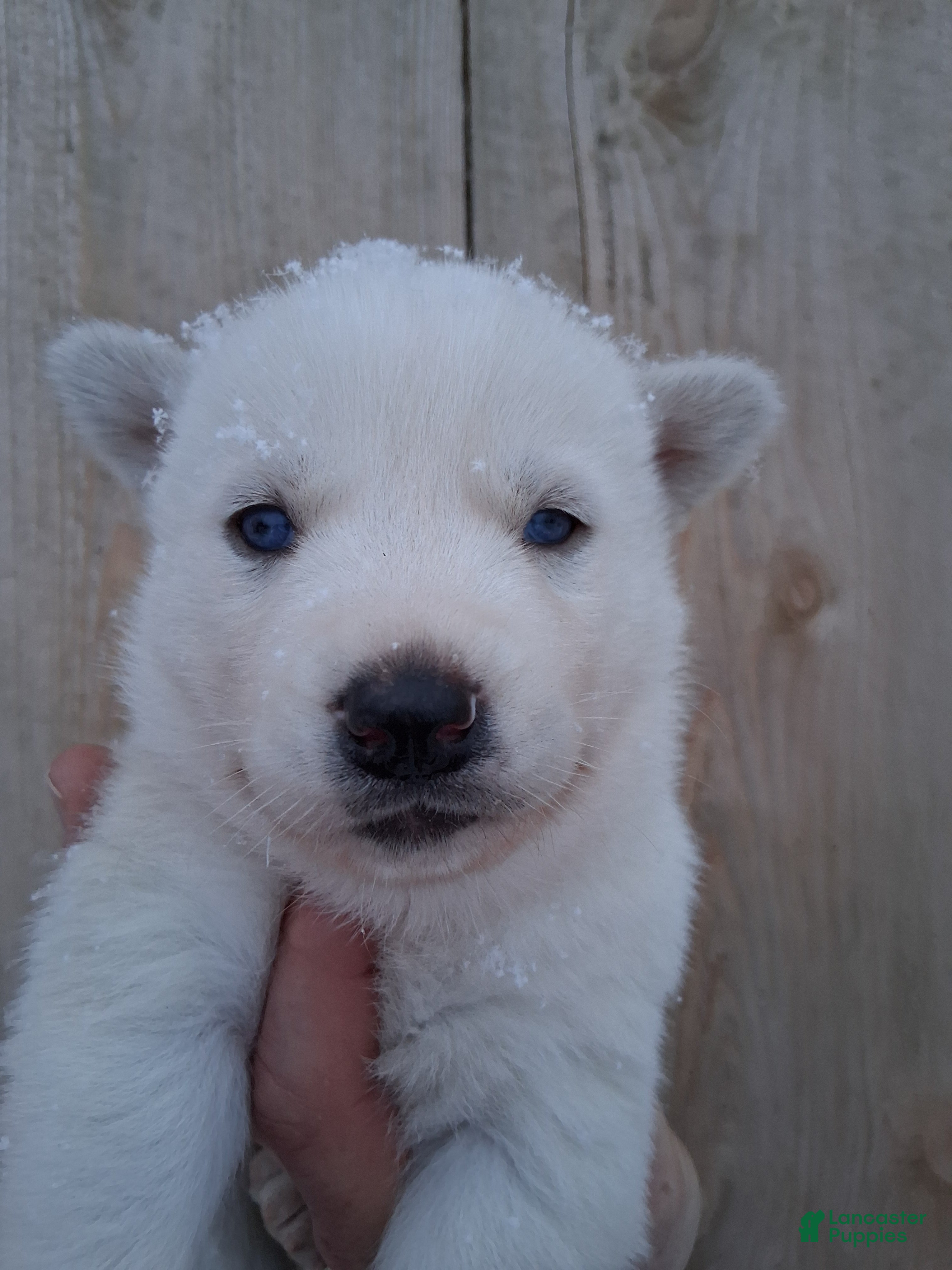 Siberian Husky dogs Snow White  - Ad 32