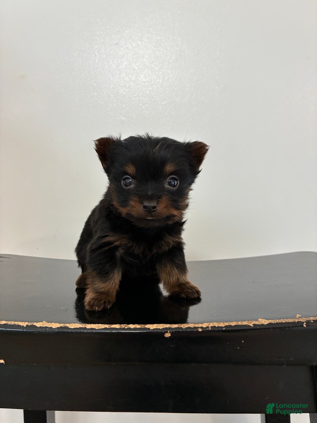 Yorkshire Terrier dogs for sale: Sky - Ad 1