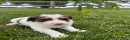 Bernedoodle dogs for sale: Cricket - Ad 6