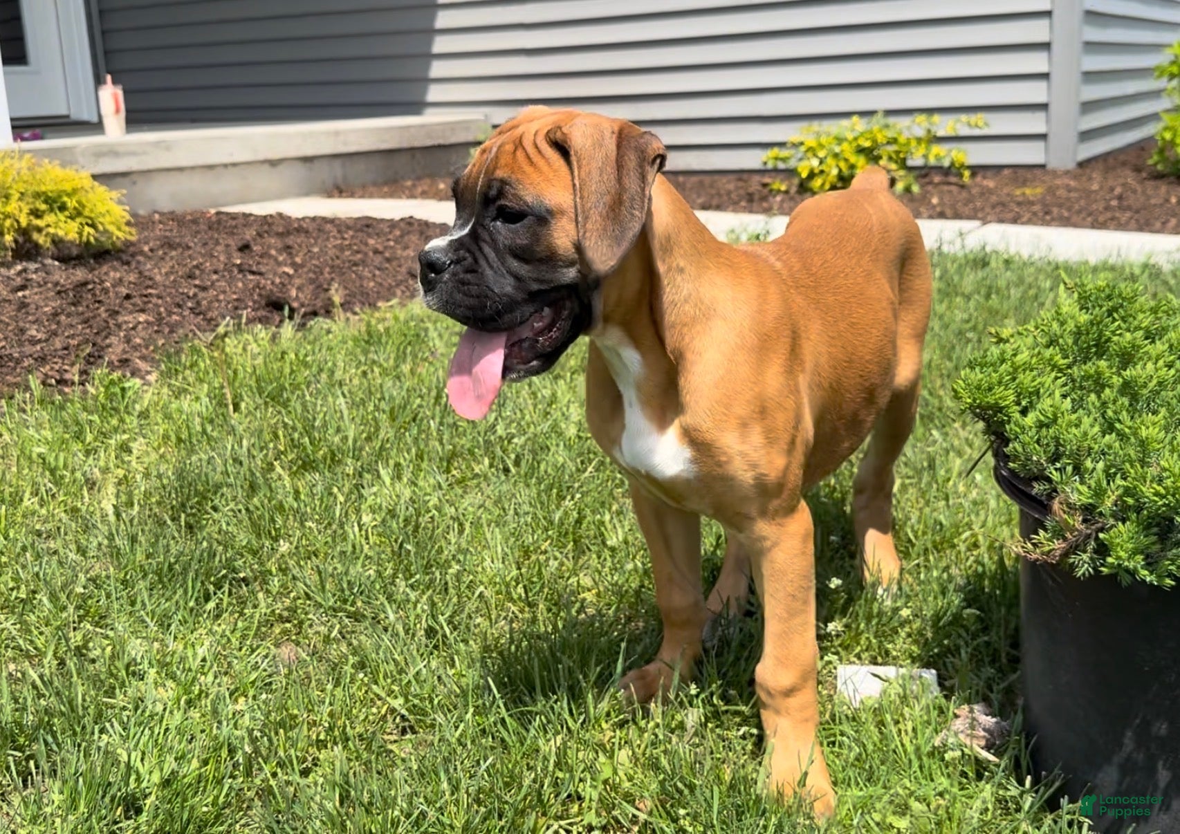 Boxer dogs Brooke - Ad 35