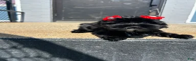 Yorkiepoo 2