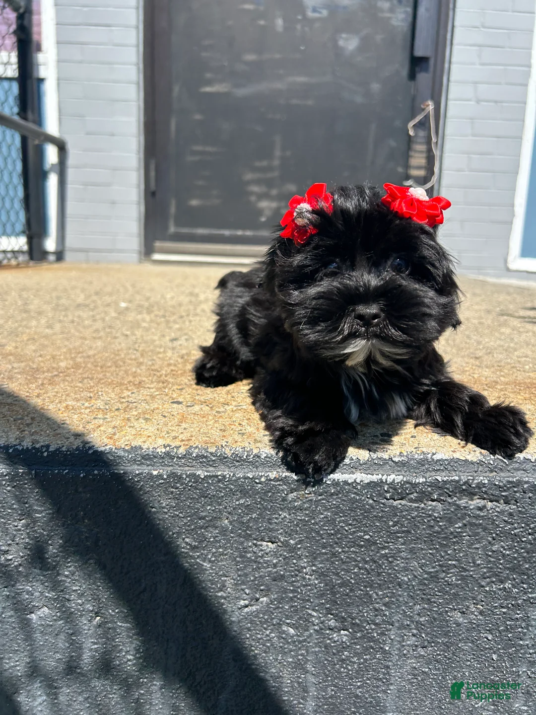 Yorkiepoo dogs for sale: Yorkiepoo 2 - Ad 1