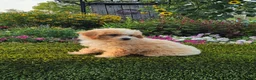 Havapoo dogs for sale: Avery - Ad 10