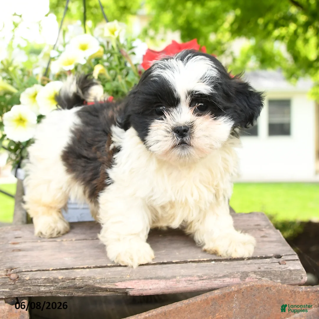 Teddy Bear dogs for sale: Ellie - Ad 2
