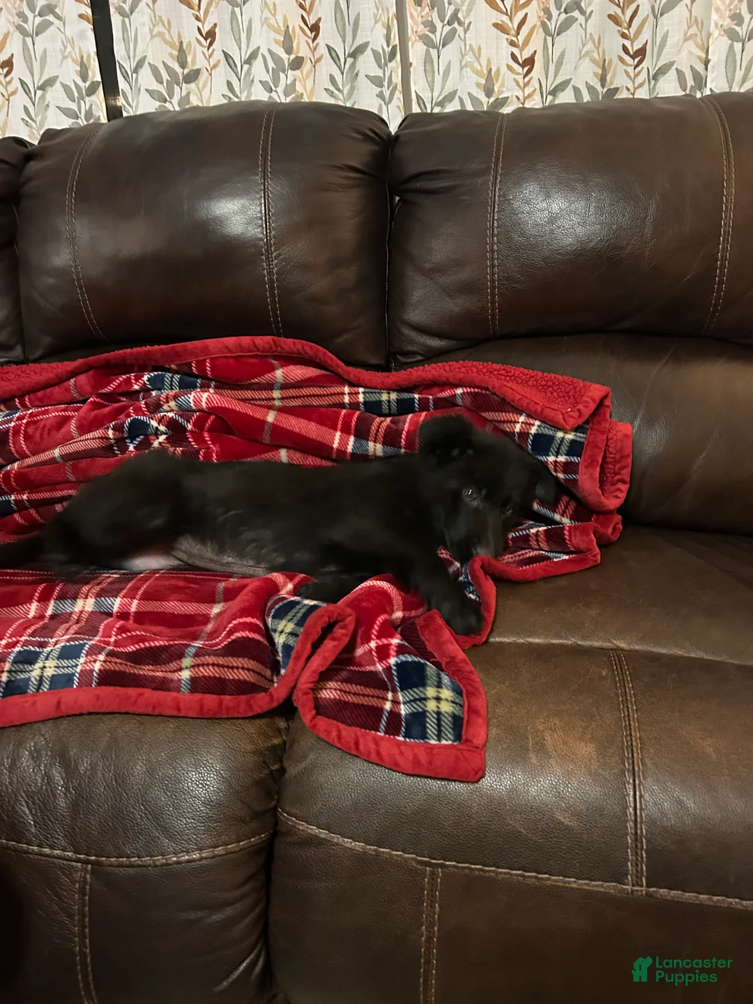 German Shepherd dogs for sale: Cody/Willow Purple - Ad 6