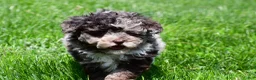 Miniature Poodle dogs for sale: Travis - Ad 7