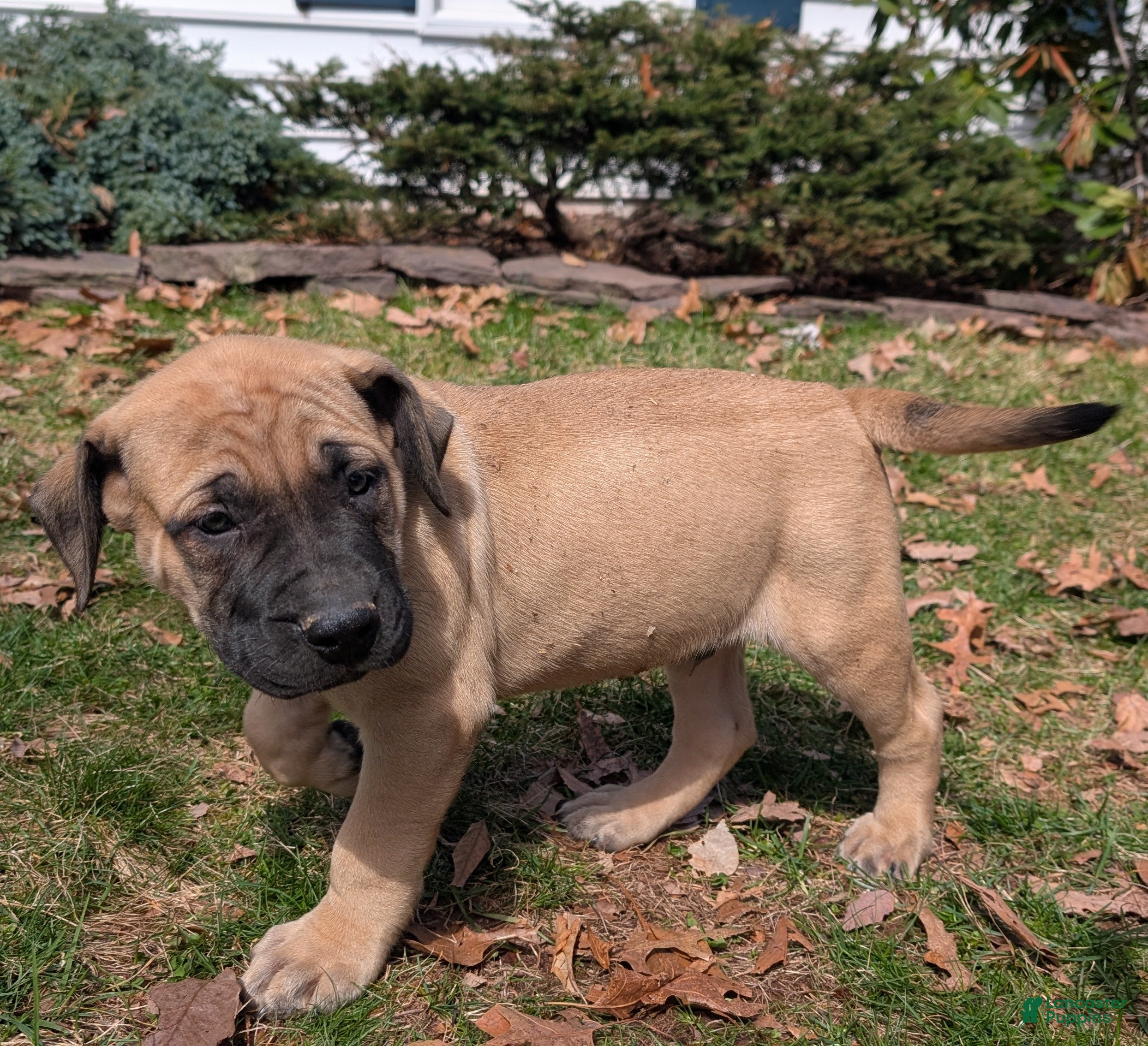 English Mastiff dogs Livy - Ad 13