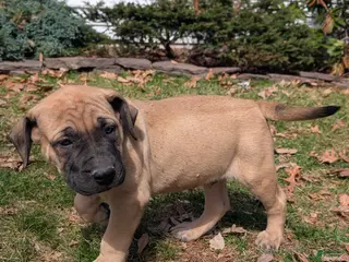 English Mastiff dogs Livy - Ad 13