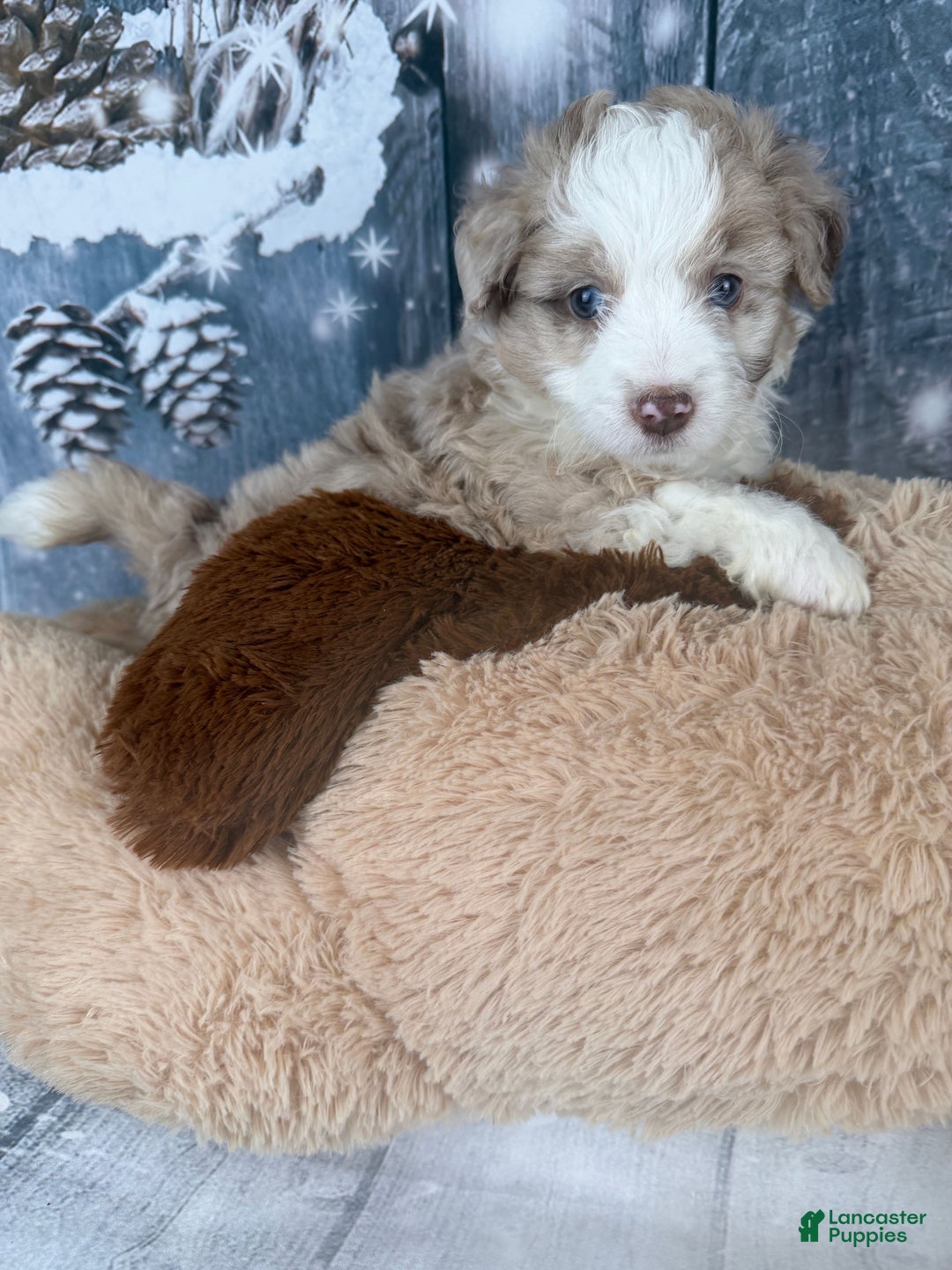 Aussiedoodle dogs for sale: Heidi - Ad 4