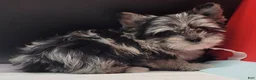 Yorkshire Terrier dogs for sale: Yorkshire Terrier 2 - Ad 1