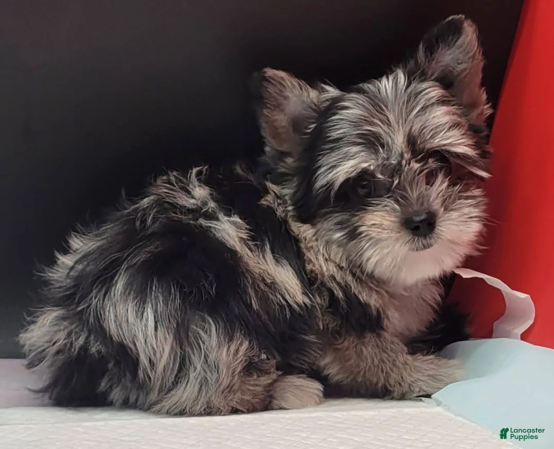 Yorkshire Terrier dogs for sale: Yorkshire Terrier 2 - Ad 1