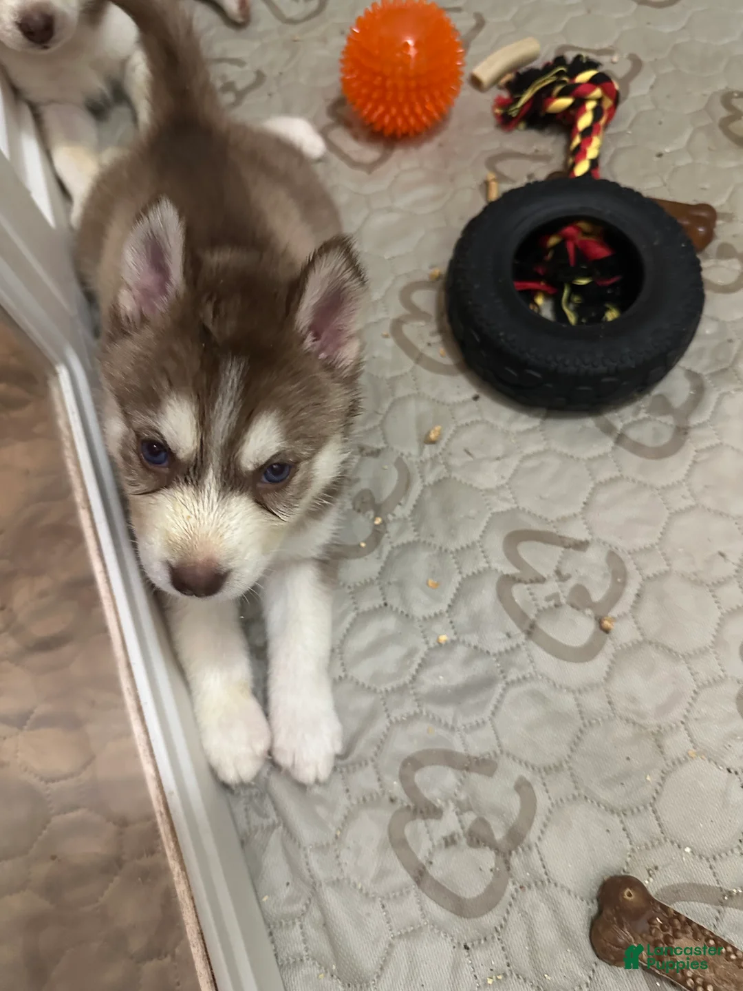 Siberian Husky dogs for sale: Siberian Husky 4 - Ad 2