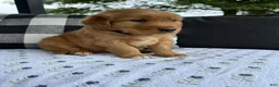 Golden Retriever dogs for sale: Bones - Ad 8