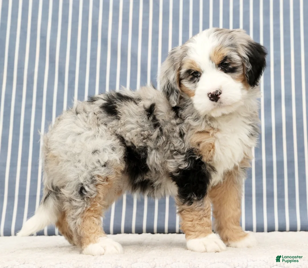 Mini Bernedoodle dogs for sale: Trina - Ad 5