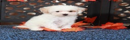 Bichpoo dogs for sale: Tulip-Gorgeous Female Poochon Puppy - Ad 2