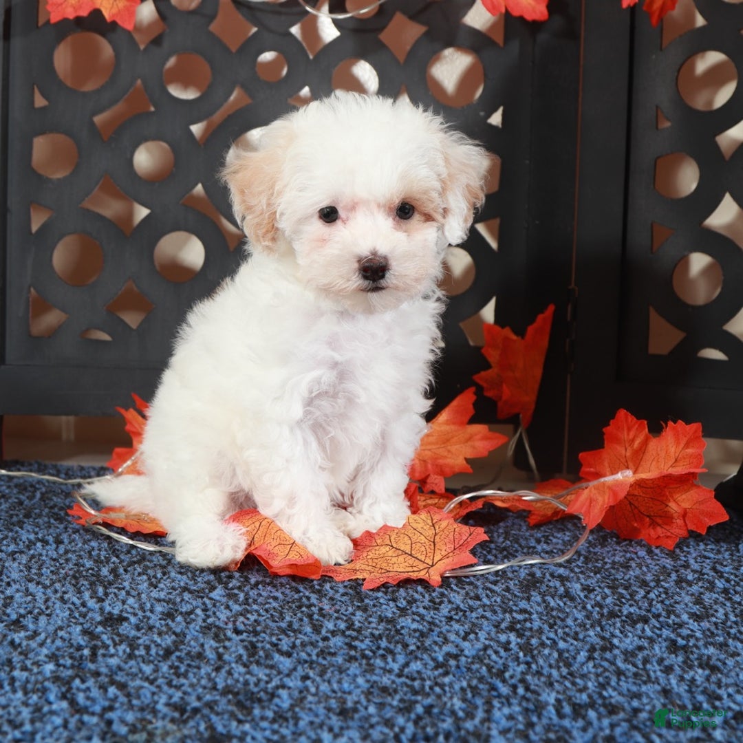 Bichpoo dogs for sale: Tulip-Gorgeous Female Poochon Puppy - Ad 2