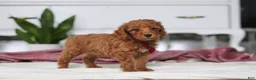 Mini Goldendoodle dogs for sale: Brodie - Ad 2