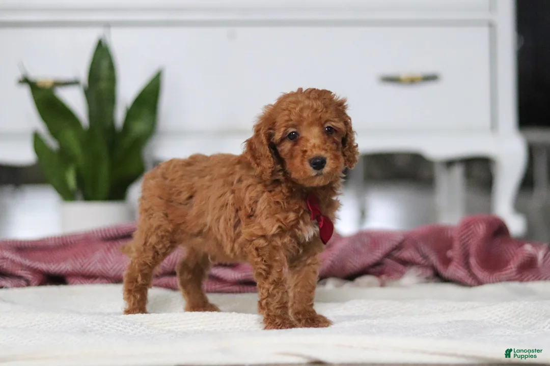 Mini Goldendoodle dogs for sale: Brodie - Ad 2