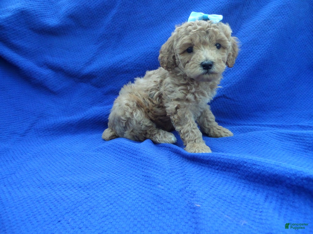 Toy Poodle dogs Chase - Ad 25