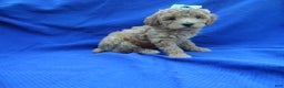 Toy Poodle dogs for sale: Chase - Ad 1
