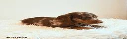 Miniature Dachshund dogs for sale: Slinky - Ad 5