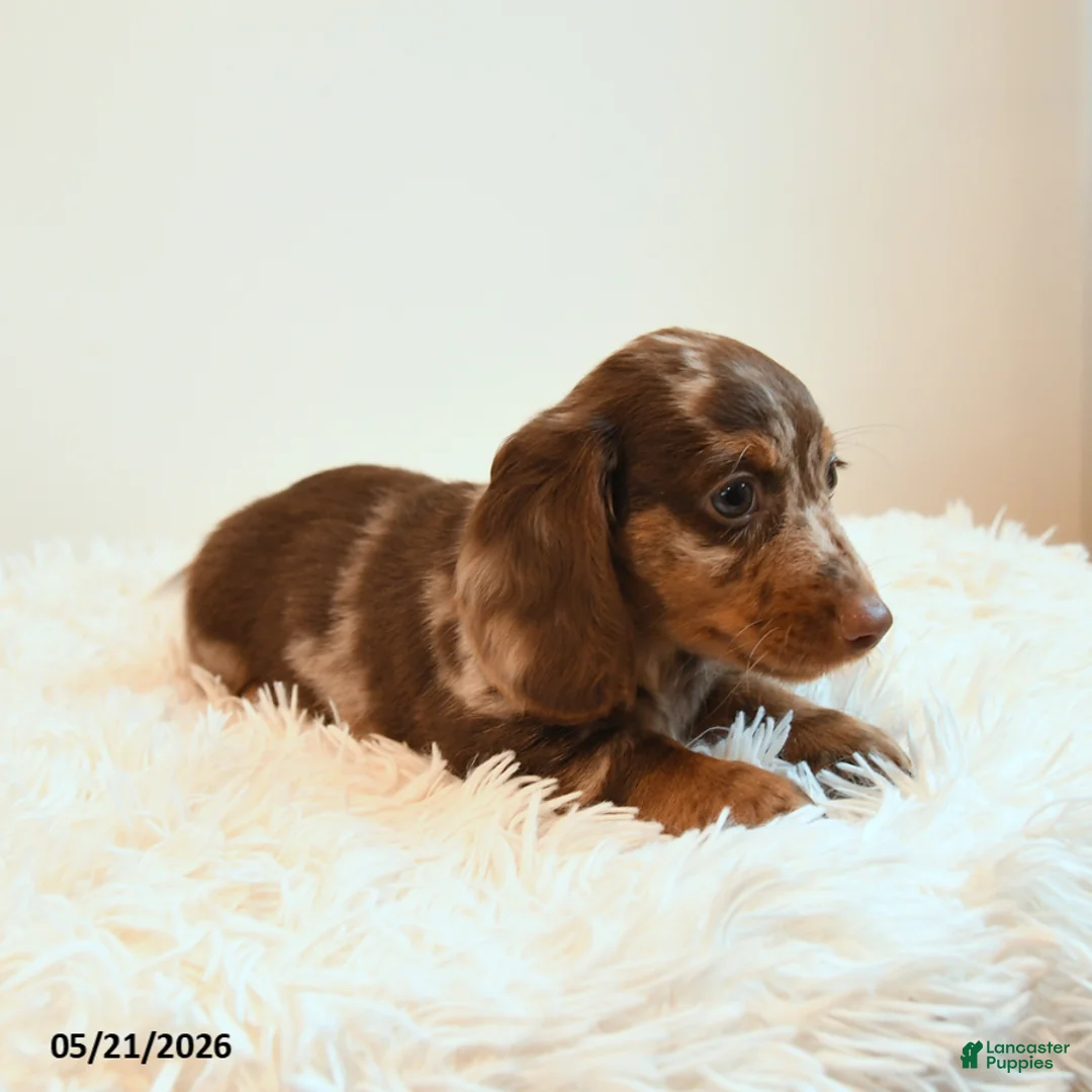 Miniature Dachshund dogs for sale: Slinky - Ad 5
