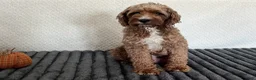 Cavapoo dogs for sale: Faith - Ad 4
