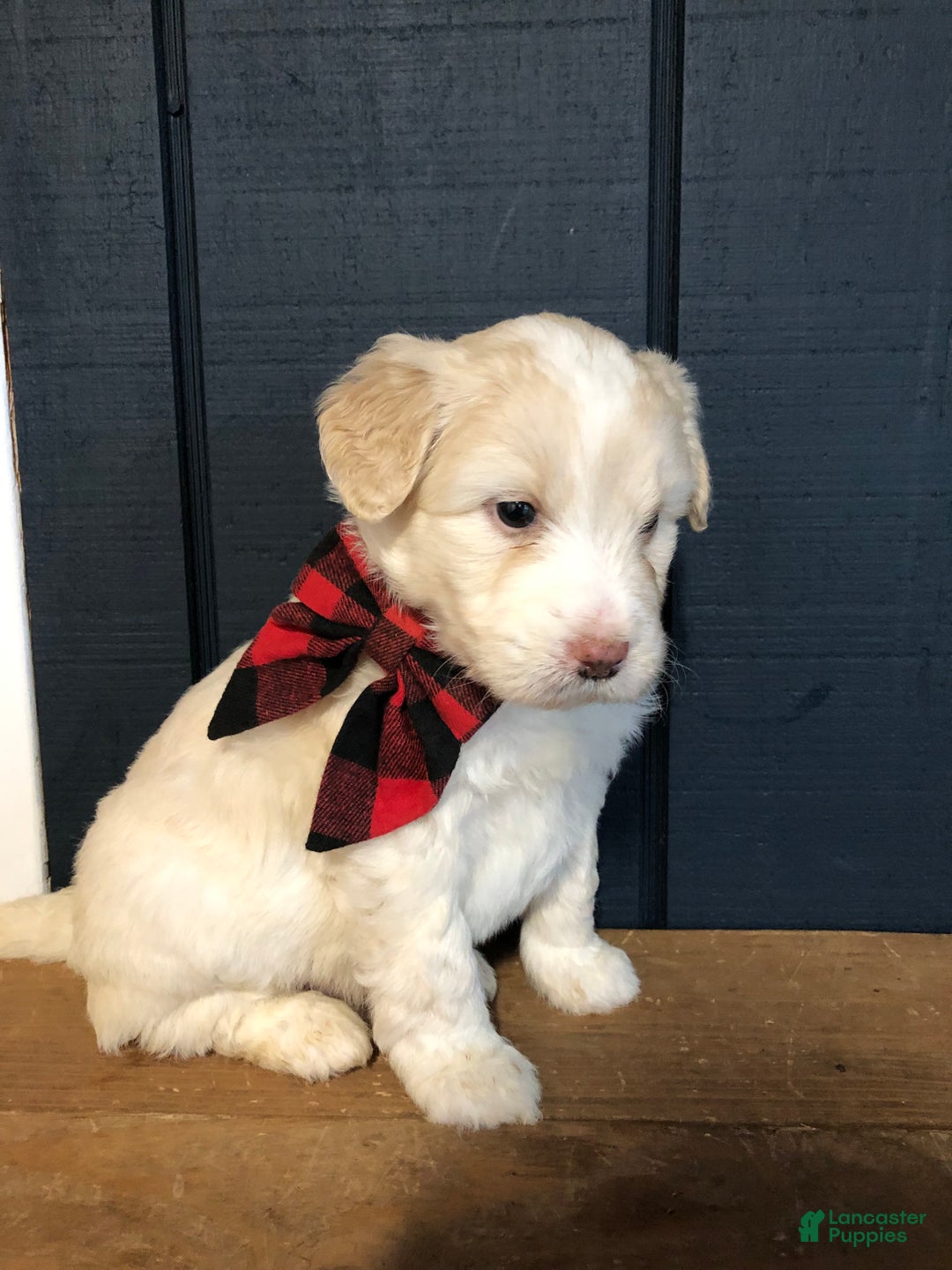 Aussiedoodle dogs for sale: North - Ad 3