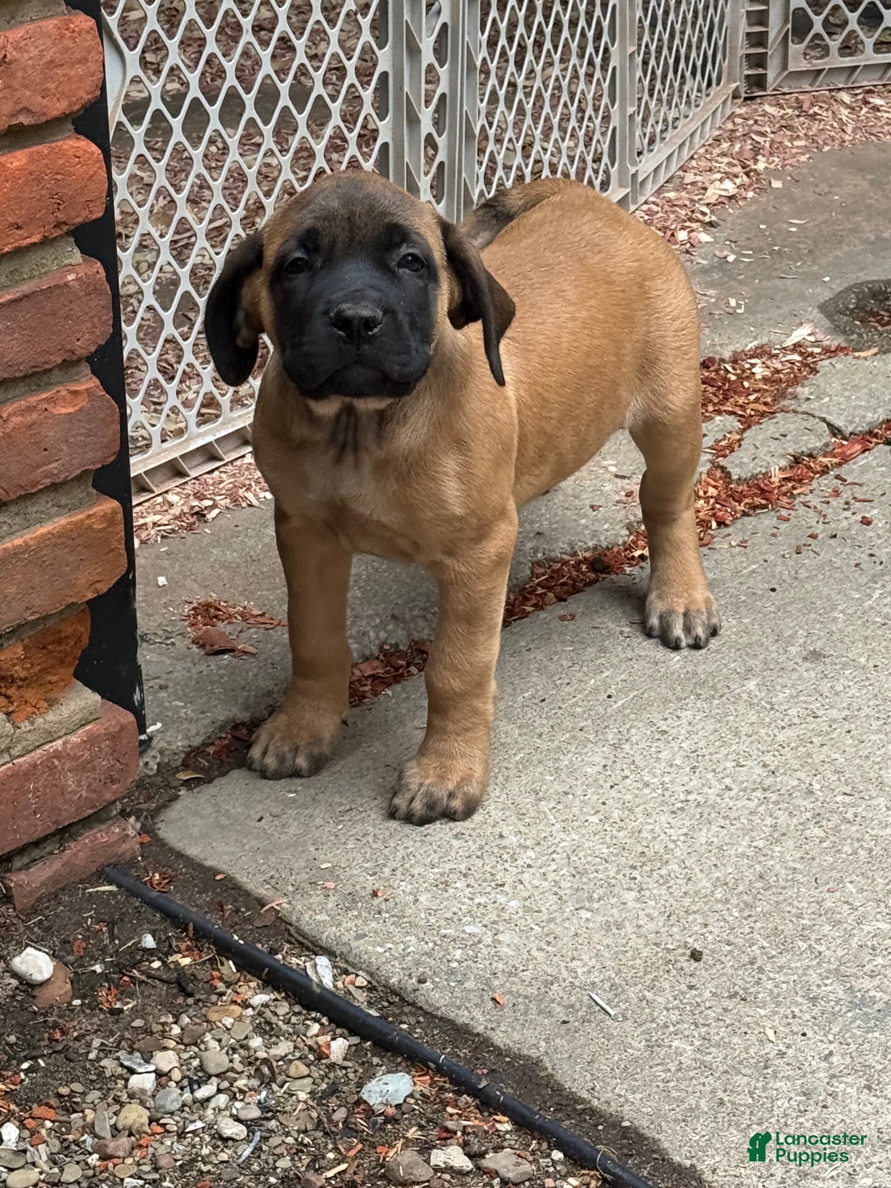 English Mastiff dogs English Mastiff 2 - Ad 27
