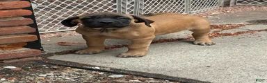English Mastiff 2